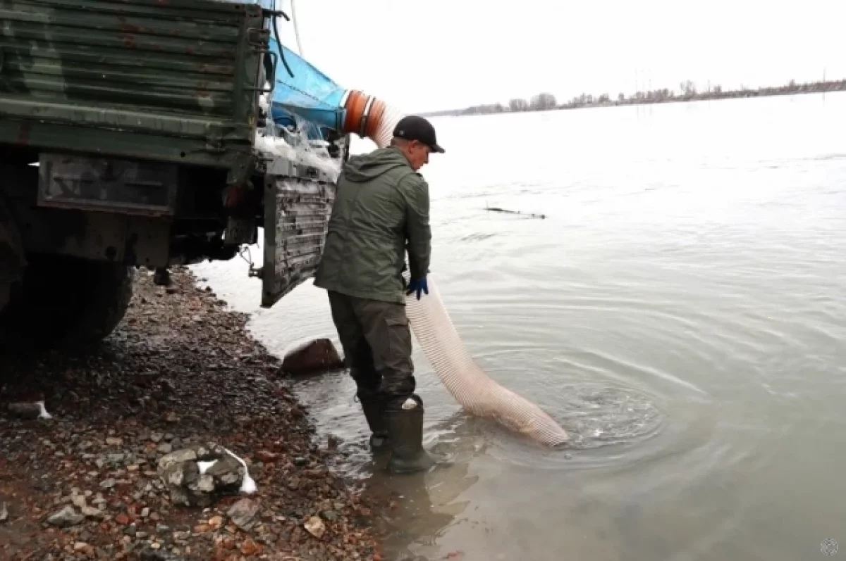 В реку Обь в Барнауле выпустили около 20 тысяч мальков сазана