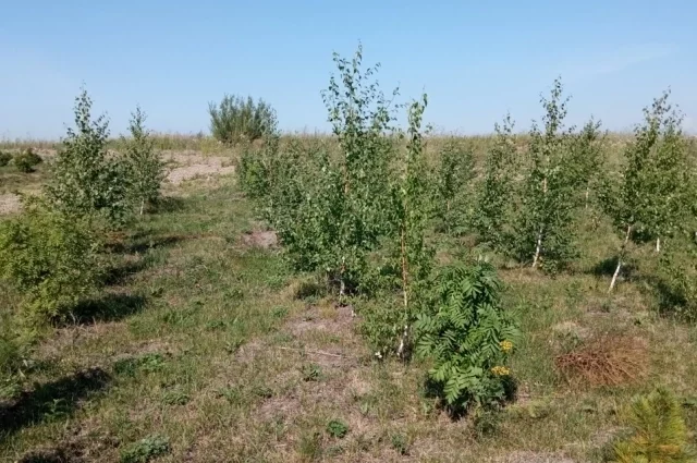 На рекультивацию всех нарушенных земель в Кузбассе потребуется 120 лет. 