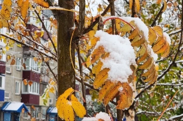 В Южно-Сахалинске днем временами небольшой снег, температура +1…+3°С.