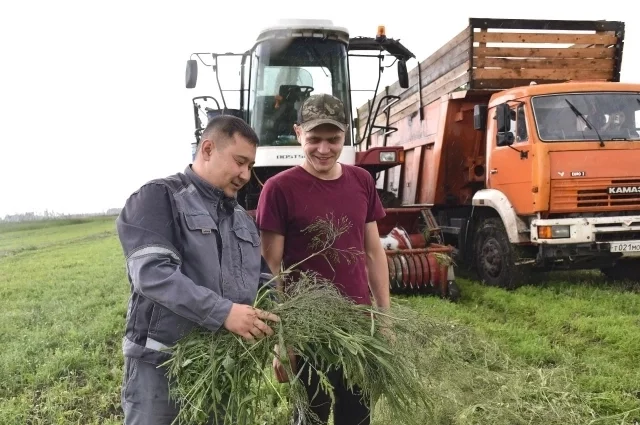 Заготовка кормов в ООО «Сибирская земля».