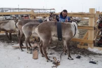 В отдаленных поселках округа действуют оленеводческие хозяйства. 