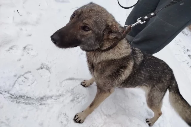 Собака чувствует себя хорошо, быстро привыкла в поводку и прогулкам