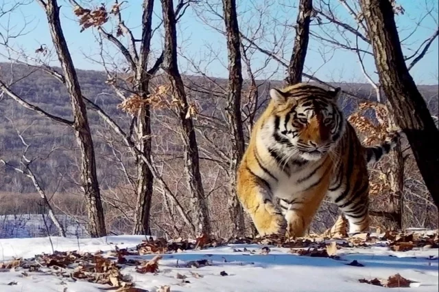 Хищникам не хватает места в тайге?