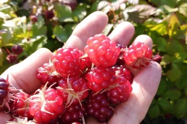 В регионе были сертифицированы несколько новых органических продуктов.