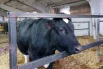 Новорожденная Звездочка весила примерно в два раза больше своих соплеменниц.