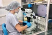 Клона создали по технологии «Handmade Cloning», требующей высокого мастерства.