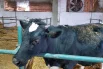 Имя Звездочке выбрали при помощи голосования.