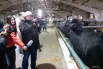 Звездочка - очень общительная корова из-за повышенного внимания людей. 
