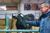 Эмбриолог Петр Икономов принимал участие в создании коровы-клона.