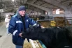 Заведующий фермой Юрий Малышко гордится тем, что у них живет первая на Кубани клонированная корова.