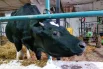 Звездочка - точная копия коровы-рекордсменки, от которой она унаследовала белую отметину на голове..