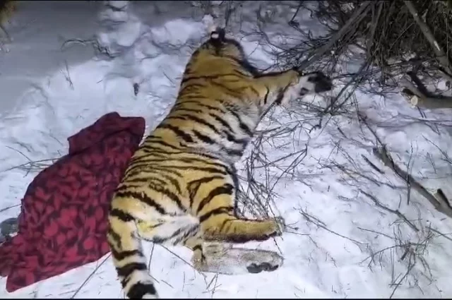После всех необходимых мероприятий тигрицу перевели в загон, где она смогла начать охоту на оленя