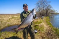 2017 год, река Большая, чавыча, приблизительно 13 кг.