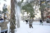 Очистка пальм от снега в Сочи.
