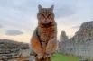 Кошка Айя из Херсонеса дружит с котом Мавром — смотрителем Эрмитажа.