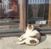 Кошка Муся из Ласточкиного дворца более 10 лет встречала гостей музея. Но по-настоящему знаменитой стала после покушения на её жизнь туриста из Санкт-Петербурга.