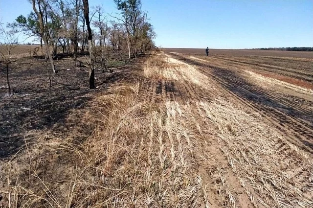 В Туркменском округе лесополосы сгорают вместе пожнивными остатками.