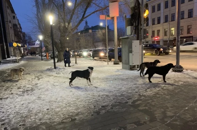 После нападения собаки на ребёнка в райне обещали усилить профилактическую работу с владельцами животных