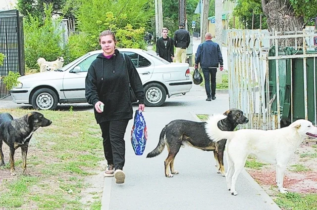 В России участились случаи нападения бездомных собак на людей.