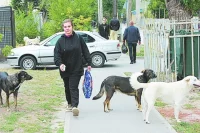 В России участились случаи нападения бездомных собак на людей.