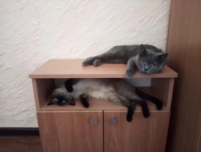 Шерон и Симона