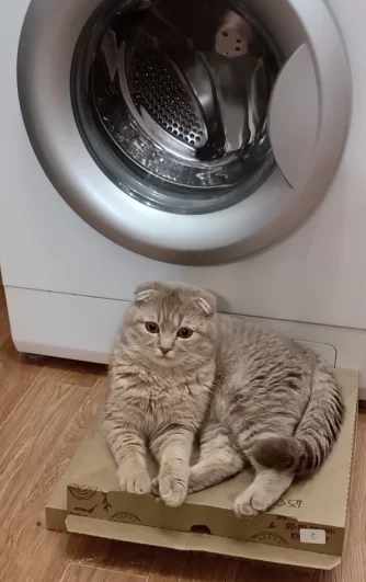 Сэм