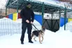 Второй гостьей мероприятия была семилетняя овчарка Терри, участница СВО и обладательница награды «За отличие в службе служебной собаки II степени». 