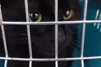 Кота могут депортировать в Турцию.