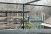 Павлины соседствуют с фазанами. 