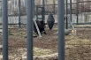 Бурый медведь Матвей приятно проводит время, почёсывая спинку. Матвея можно отличить от его брата двойняшки Захара: у Матвея шерсть тёмная, нрав более покладистый. 
