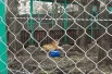 Тигрица Злата наслаждается свежим воздухом. 