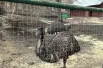 Страусы эму любят любую погоду, по вольеру гуляют и зимой, и весной.