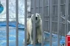 Белый медведь Умка живет один, пару ему пока не нашли.