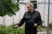 Виктор Басаргин проверяет огурцы, выращенные в Пермском крае.