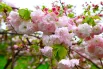 Цветение сакуры в Сочи: 10 красивых фото8