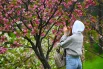 Цветение сакуры в Сочи: 10 красивых фото6