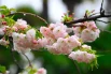 Цветение сакуры в Сочи: 10 красивых фото7
