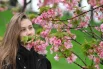 Цветение сакуры в Сочи: 10 красивых фото0