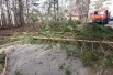 В Красноярске ветер валил деревья.