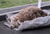 А также выиграть живого барана в соревнованиях. 
