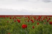 Цветению тюльпанов в долине Западного Маныча.