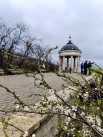 Цветки плодового дерева, КМВ.