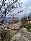 Цветки плодового дерева, КМВ.