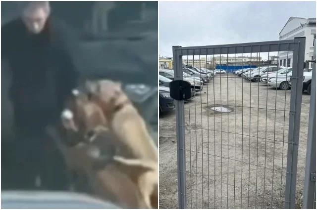Два питбуля напали на мужчину на парковке