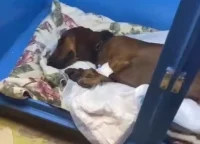 Полученные Мариком травмы оказались несовместимы с жизнью. 