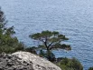 Зелень на фоне моря.