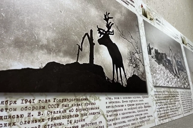 На выставке представлена знаменитая фотография Евгения Халдея, где запечатлен олень Яша на войне. 
