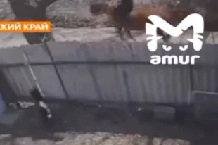 Животное находилось в вольер