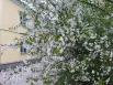 Вишня.