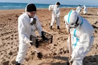 Помогая кубанцам очищать пляжи, дончане и не предполагали, что потом загрязнённый мазутом песок отправится в их родную Ростовскую область. 